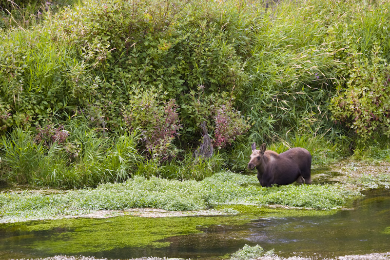 Moose In Shallows Of Snake River